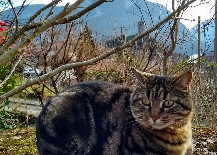 Le Nopal Bleu Апартаменты *