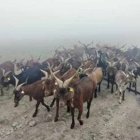 Le Nopal Bleu Tarascon-sur-Ariège