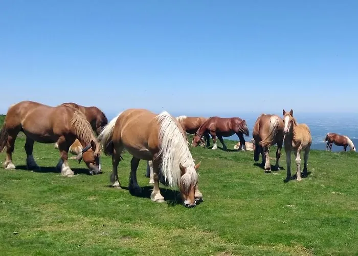 公寓 Le Nopal Bleu