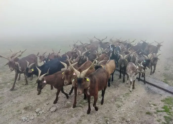Le Nopal Bleu Tarascon-sur-Ariège